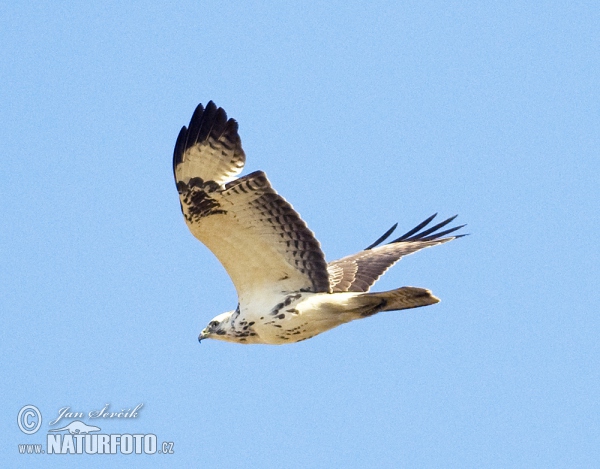 Buzzard (Buteo buteo)