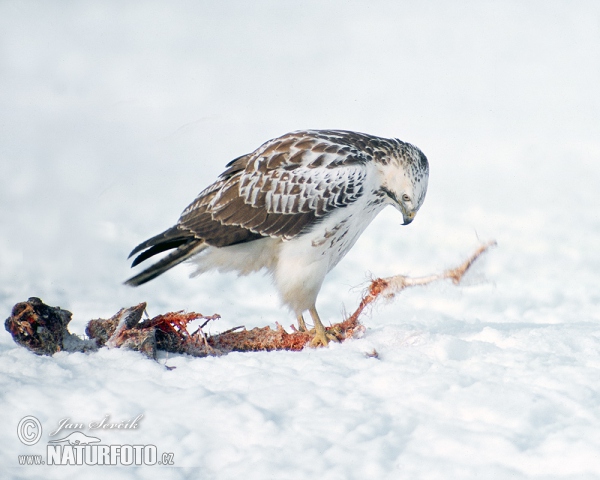 Buzzard (Buteo buteo)