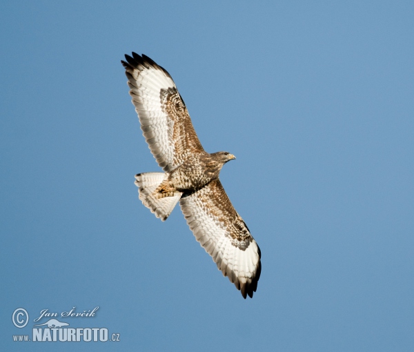 Buzzard (Buteo buteo)