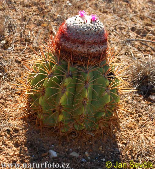 Cactus (Melocactus caesius)