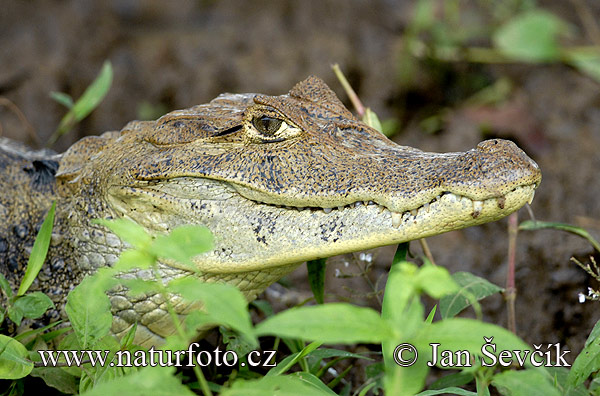 Caiman crocodilus