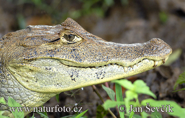 Caiman crocodilus