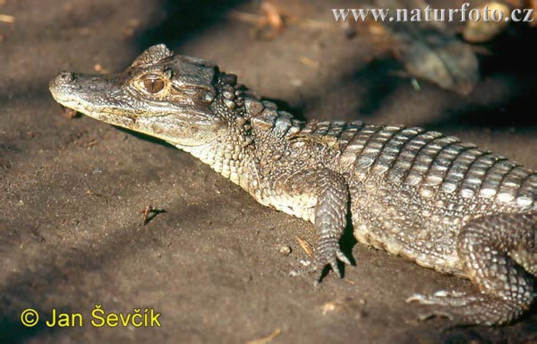 Caiman crocodilus