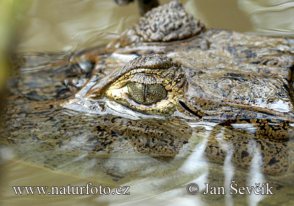 Caimán de anteojos