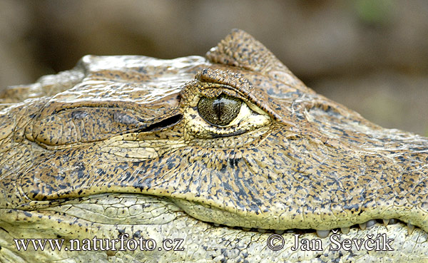 Caimán de anteojos