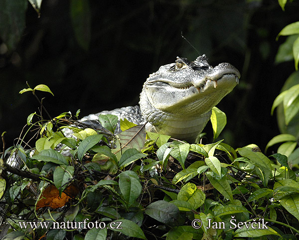 Caiman d'ulleres