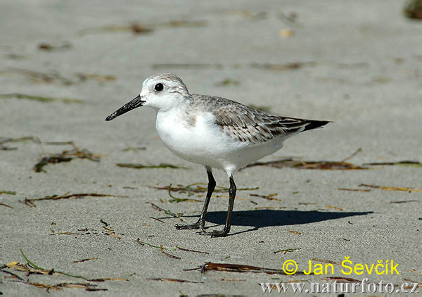 Calidris alba