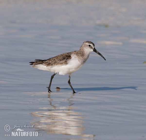 Calidris ferruginea