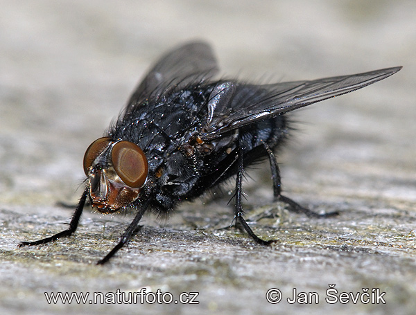 Calliphora vicina