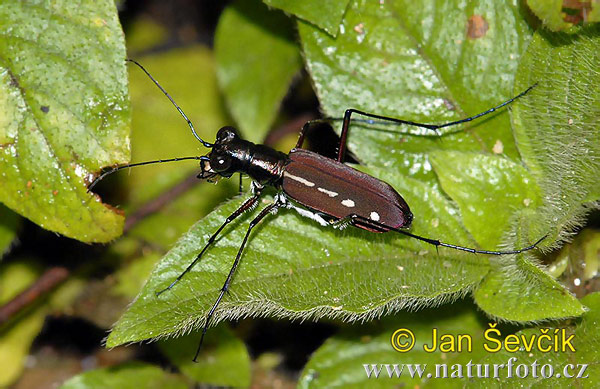 Calochroa discrepans