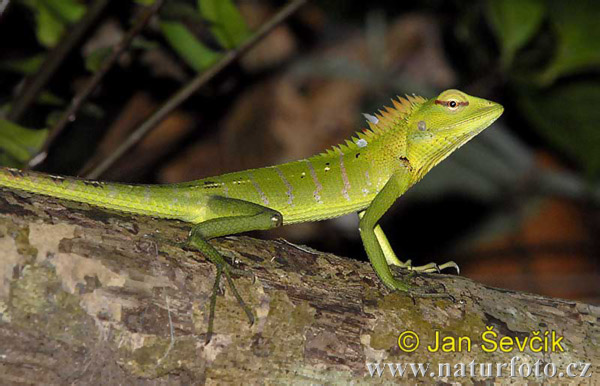 Calotes calotes