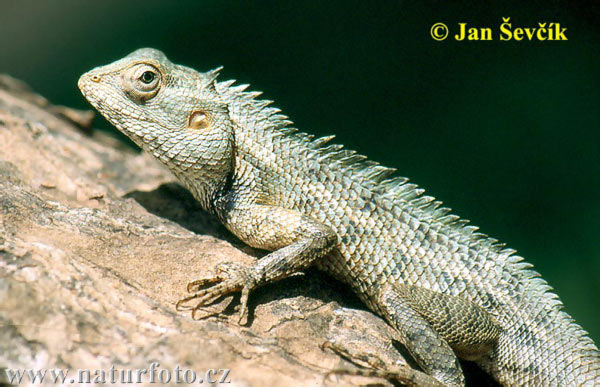 Calotes versicolor