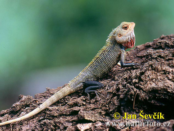 Calotes versicolor