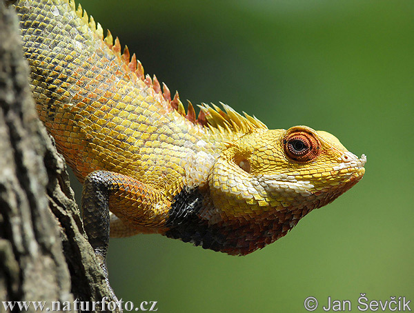 Calotes versicolor