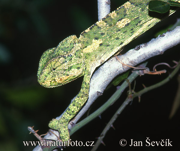 Caméléon commun