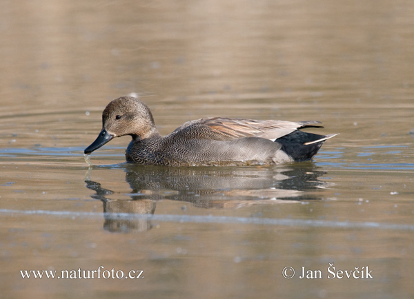 Canard chipeau