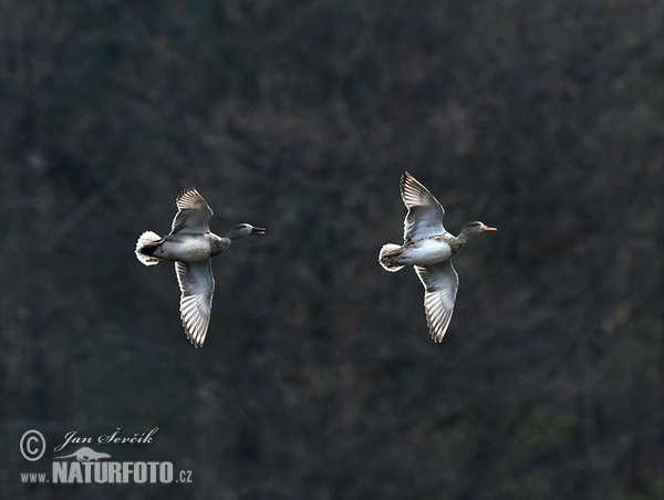 Canard chipeau