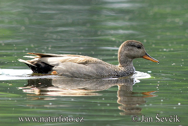 Canard chipeau