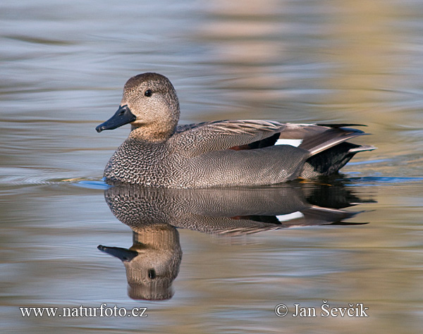 Canard chipeau