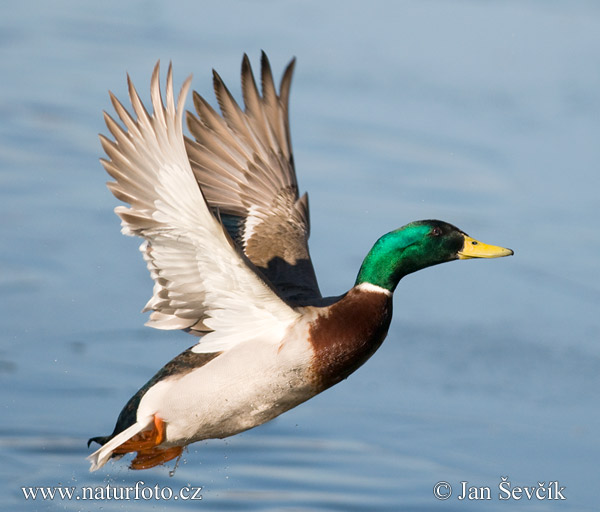 Canard colvert