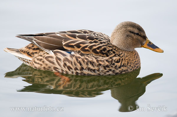 Canard colvert