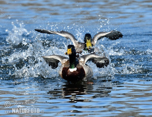 Canard colvert