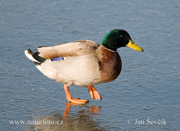 Canard colvert