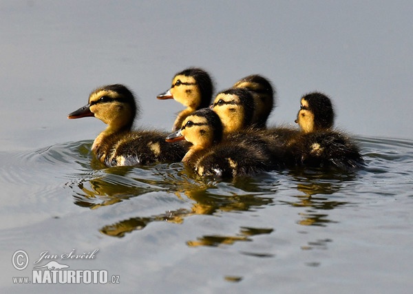 Canard colvert