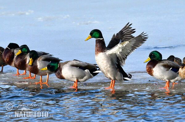 Canard colvert