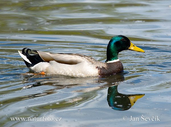 Canard colvert