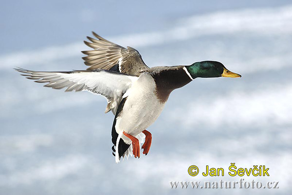 Canard colvert