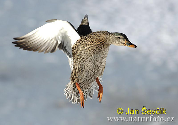 Canard colvert