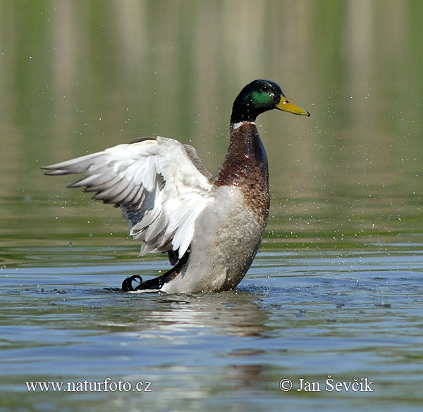 Canard colvert