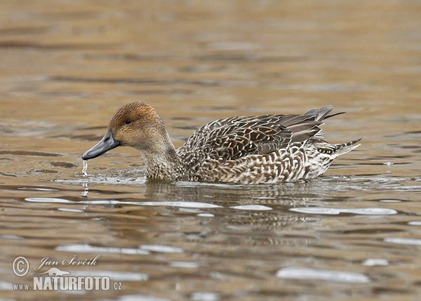 Canard pilet