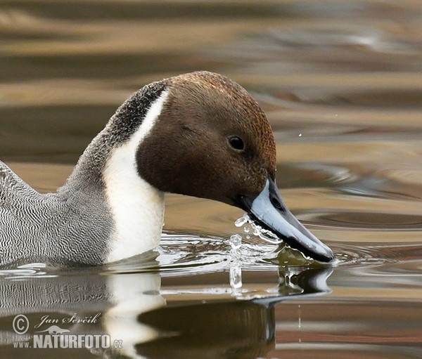 Canard pilet