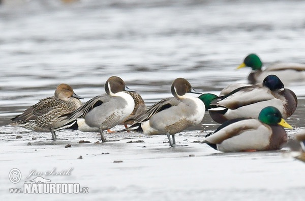 Canard pilet