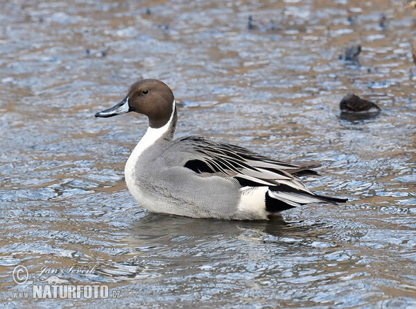 Canard pilet