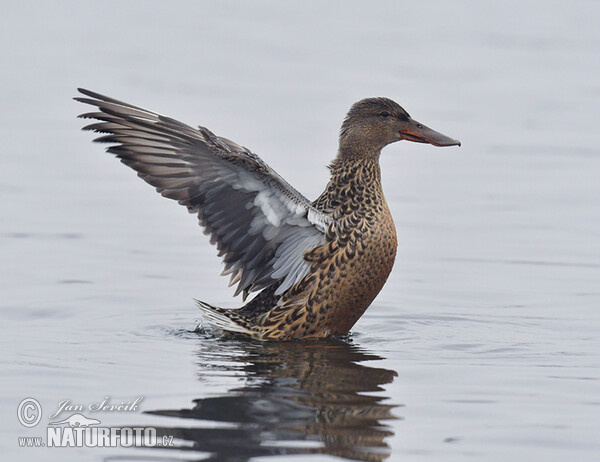 Canard souchet