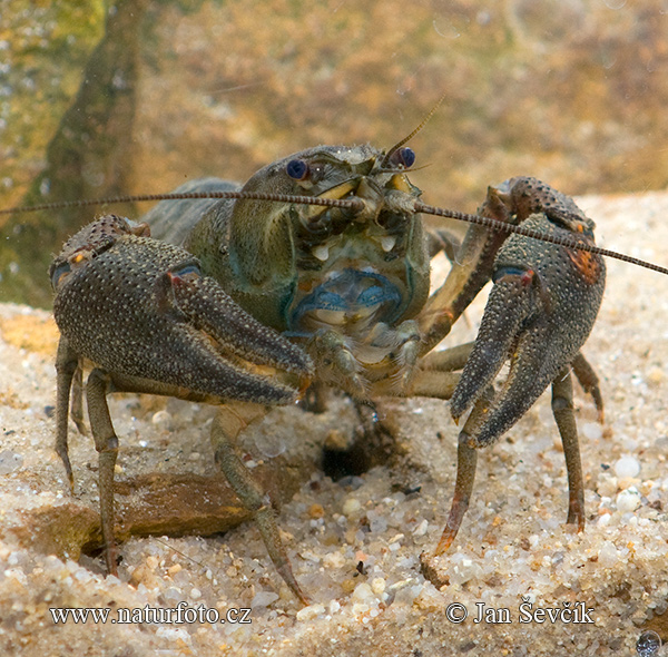 Cangrejo autóctono europeo