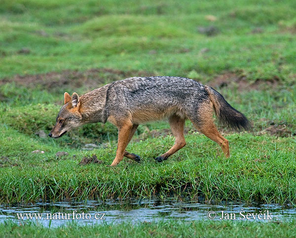 Canis aureus