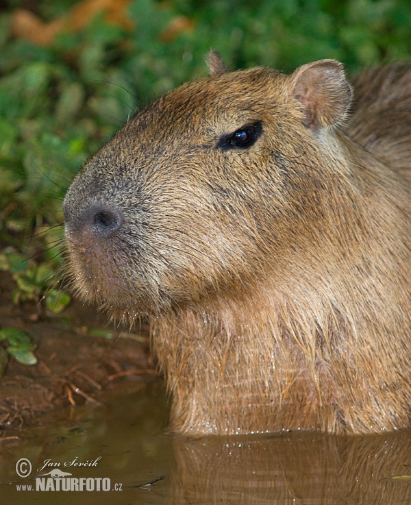 Capibara