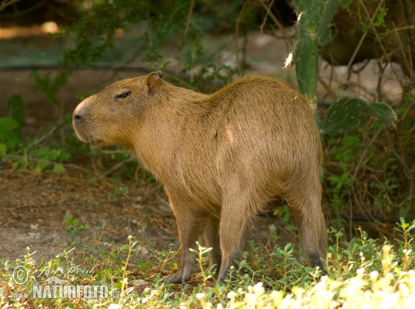 Capibara