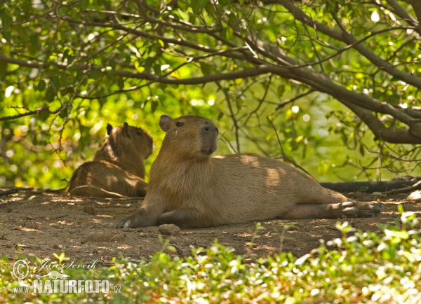 Capibara