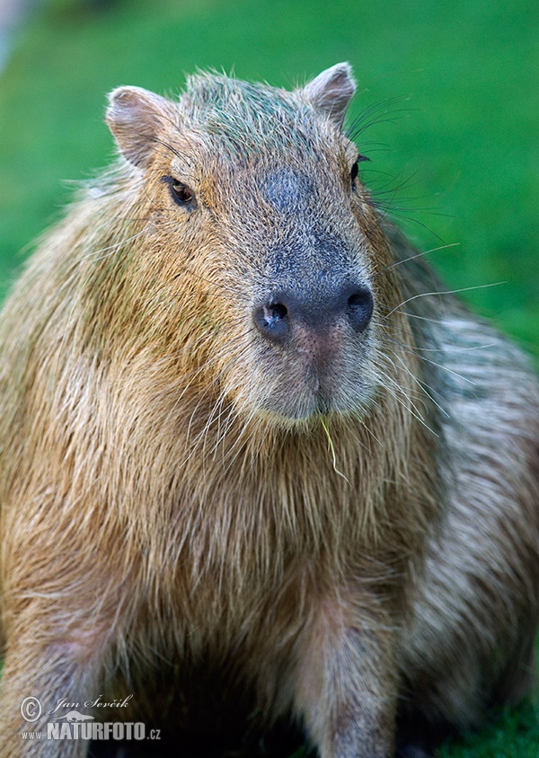 Capivara