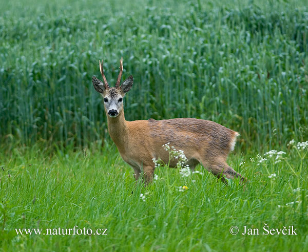 Capreolus capreolus