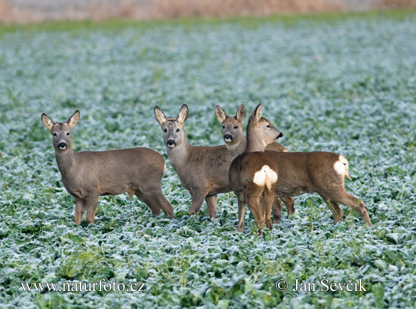 Capreolus capreolus