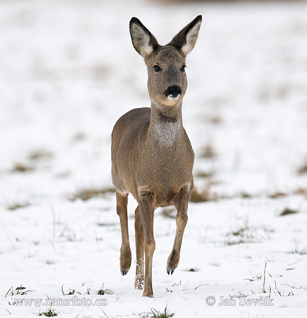 Capreolus capreolus