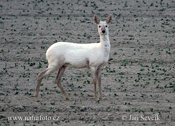 Capreolus capreolus