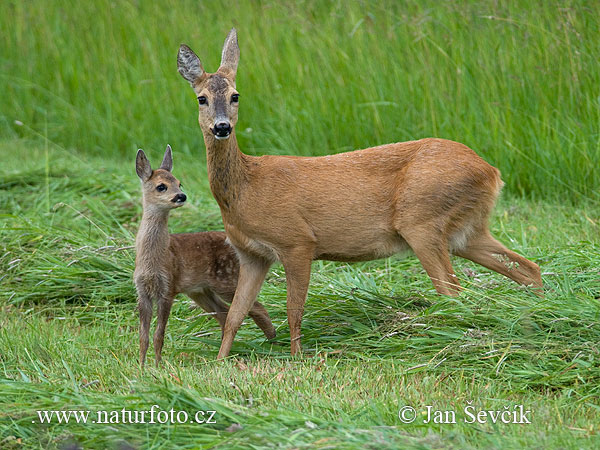 Capreolus capreolus