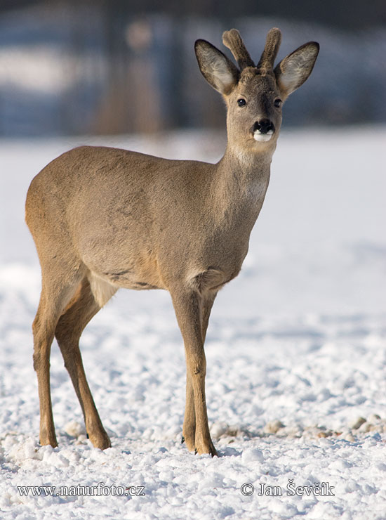 Capreolus capreolus